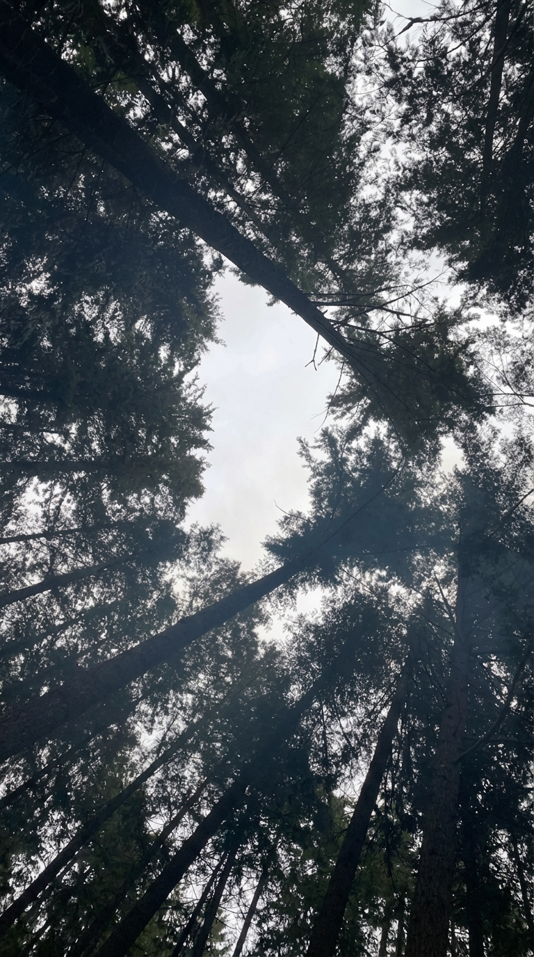 Tall evergreen trees surrounding private forest backyard retreat setting